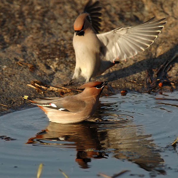 Tilhi, Bohemian Waxwing, Bombycilla garrulus